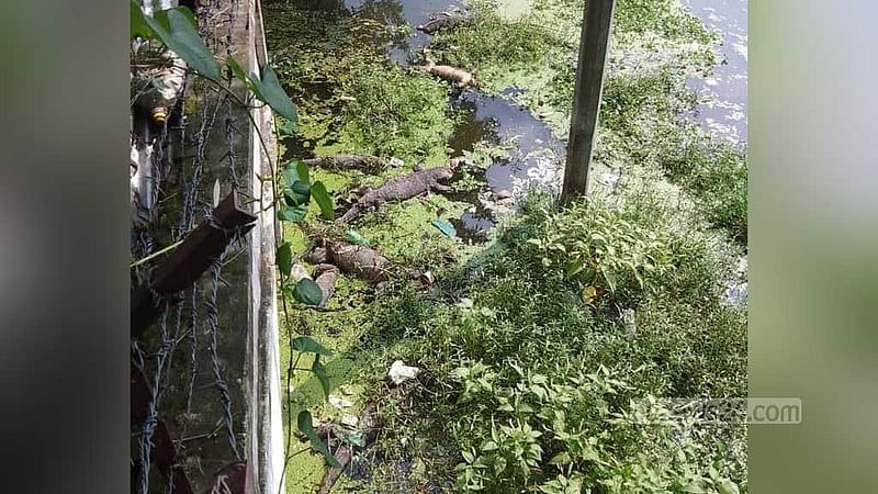 মাদারীপুরে বিদ্যুৎ অফিসের পুকুরে মরে ভাসল ১২ গুইসাপ