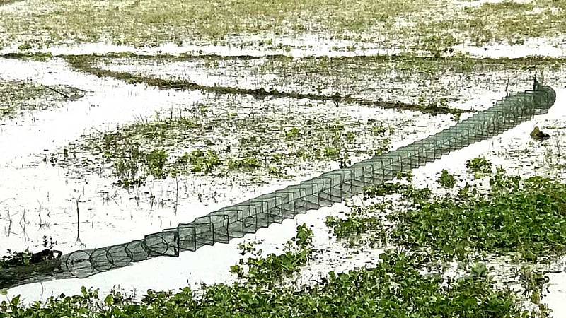 নিষিদ্ধ ‘চায়না জালে’ সয়লাব খাল-বিল, হুমকিতে মাছ
