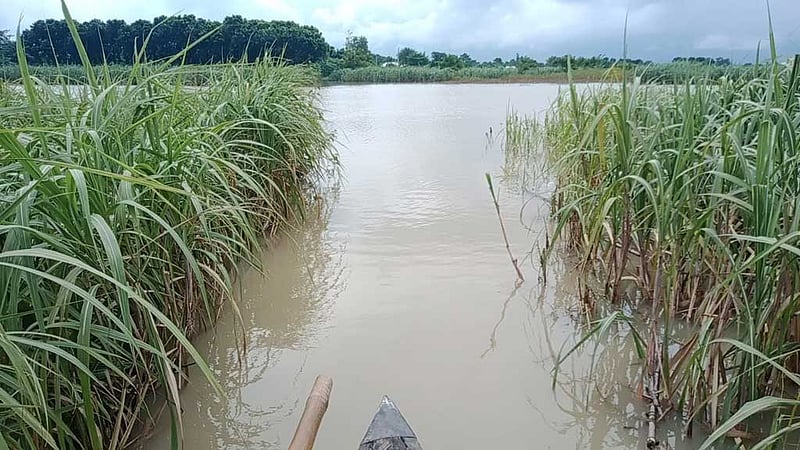 নাটোরে পদ্মায় পানি বেড়ে তলিয়েছে ‘সাড়ে ৩ হাজার বিঘা’ জমির ফসল