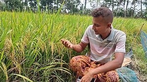 উচ্চমূল্যের সুগন্ধি ধানে ভরে উঠেছে আইন পড়ুয়া চাষির ক্ষেত