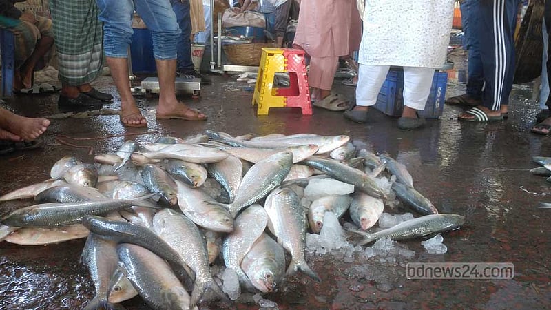 ‘রুপালি ইলিশ এখন সোনার চেয়েও দামি’