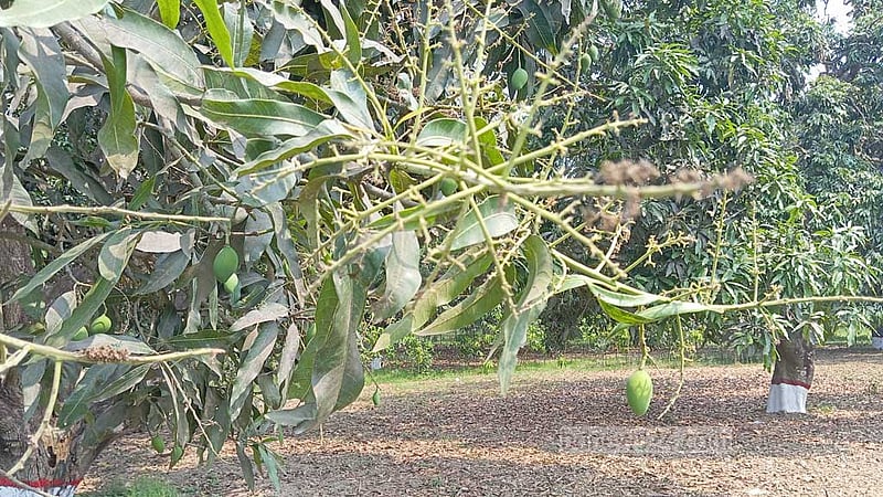 চাঁপাইনবাবগঞ্জে বৃষ্টিতে আম চাষিদের মনে স্বস্তি