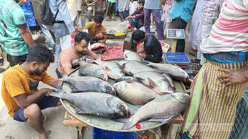 নববর্ষে কুমিল্লায় কাতলা মাছের মেলা, দিনে বেচাকেনা কোটি টাকার
