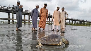 কক্সবাজার উপকূলে ভেসে আসছে মৃত কচ্ছপ