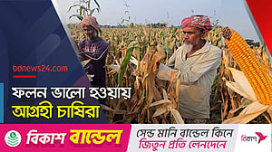 পদ্মার চরে ভুট্টার বাম্পার ফলনে কৃষকের মুখে হাসি