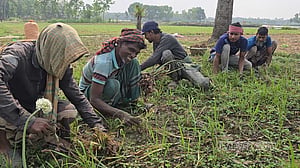 ফরিদপুরে পেঁয়াজের দরে লোকসানের শঙ্কায় কৃষক