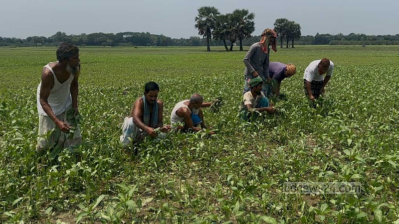 ফরিদপুরে ৮ মিনিটের শিলাবৃষ্টিতে পাটের ব্যাপক ক্ষতি