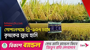 ব্রি-১০৭ ধান: ফলনও ভালো, ভাতেও মিলবে প্রোটিন