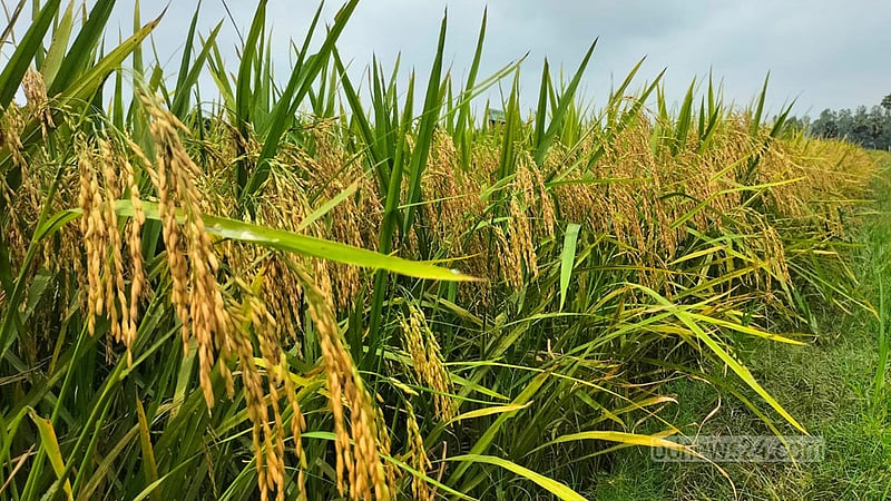 নতুন জাতের ‘ব্রি-ধান ১০৭’; ভাতে মিলবে উচ্চ প্রোটিন