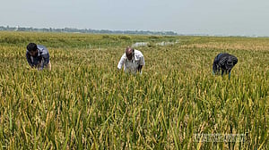 হাওরে দুলছে বোরো ধান, কাটার অপেক্ষা