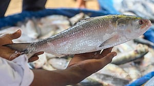 তুঙ্গে ইলিশের চাহিদা