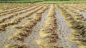 যশোরে শিলাবৃষ্টি, বোরোর ক্ষতি