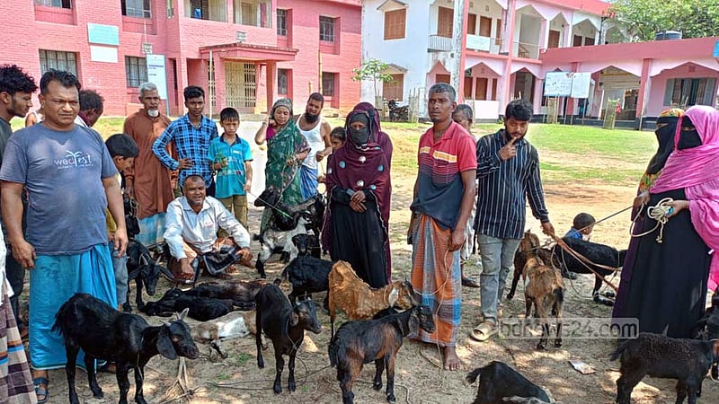 খাগড়াছড়িতে ভ্যাকসিন দেওয়ার পর ২০ গরু-ছাগলের মৃত্যুর অভিযোগ