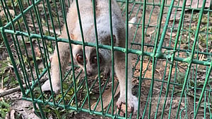 খাগড়াছড়ির বিপন্ন লজ্জাবতী বানর মুক্ত হল বনে
