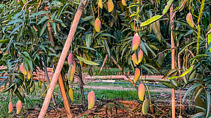 মংশিতু চৌধুরীর বিদেশি আমের বাগান