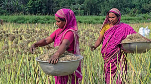 ফরিদপুরে পেঁয়াজ বীজে স্বপ্ন বুনে কৃষক