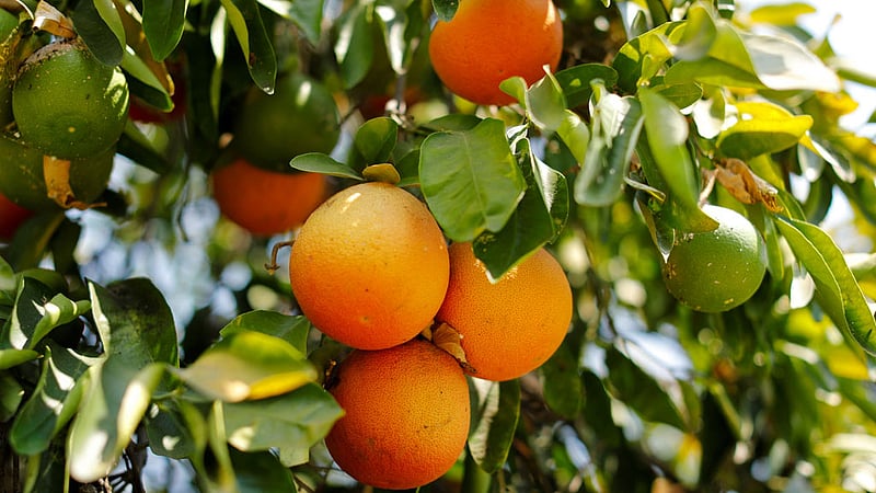 চাপ কমাতে পারে কমলা