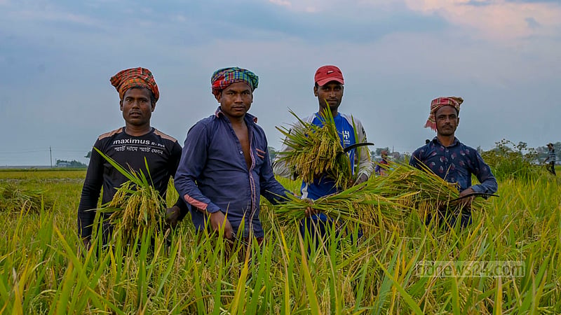 বন্যার শঙ্কায় হাওরের ধান কাটতে বলল পাউবো