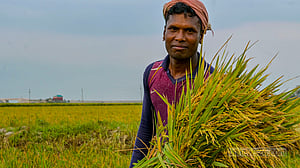 হাওরে ধান কাটার ধুম