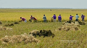 হাওরে ফসল তোলার ব্যস্ততা