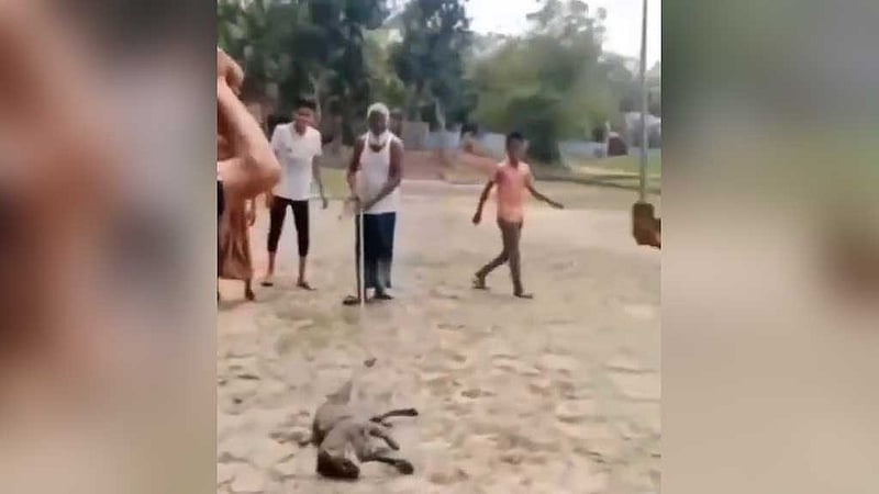 সিলেটে মেছো বাঘকে পিটিয়ে হত্যা