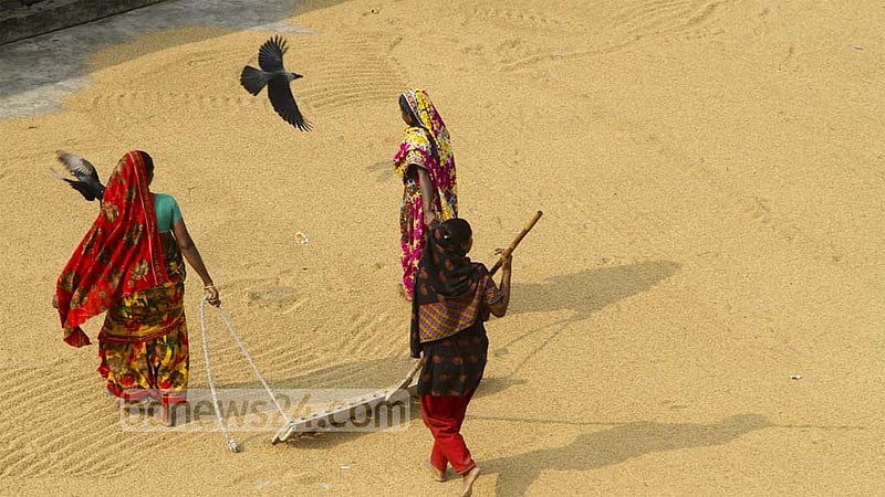 বোরো মৌসুমে লক্ষ্যমাত্রার বেশি ধান-চাল সংগ্রহ
