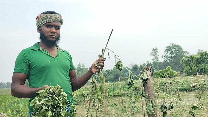 শেরপুরে কেটে ফেলা হয়েছে সবজি ক্ষেতের ৩ হাজার গাছ