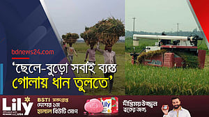 সুনামগঞ্জের হাওরজুড়ে ধান কাটার উৎসব, কৃষকের চিন্তা দাম