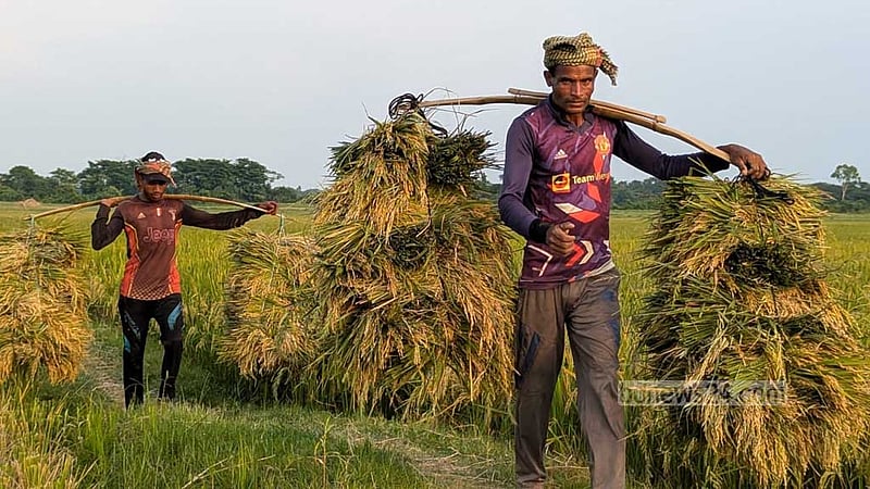 কৃষি খাতে বরাদ্দের ৮০% যায় সারের ভর্তুকিতে: বিশ্ব ব্যাংক