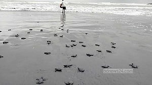 শাহপরীর দ্বীপ থেকে আরো ৫২১ কাছিম ছানা নামল সাগরে