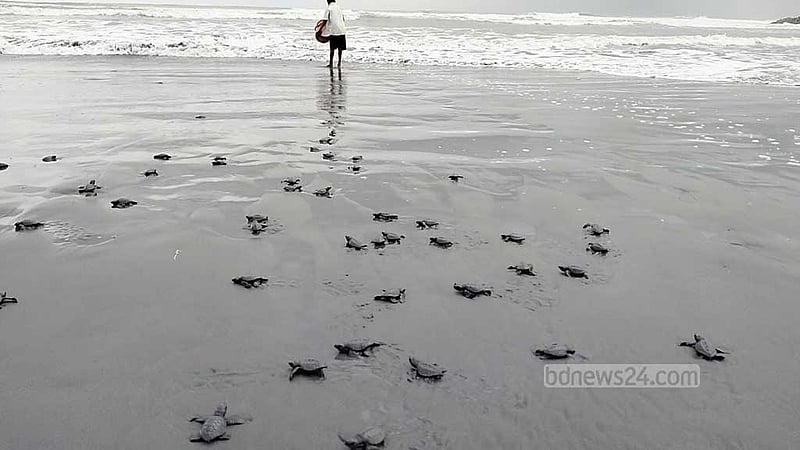 শাহপরীর দ্বীপ থেকে আরো ৫২১ কাছিম ছানা নামল সাগরে