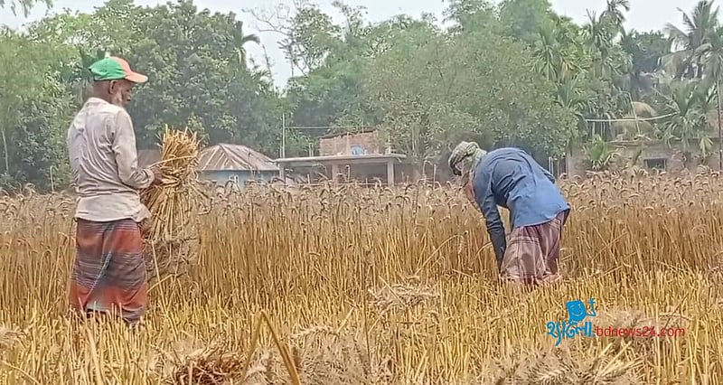 গমের ‘ভালো ফলনে’ খুশি নওগাঁর কৃষক