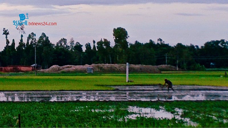 আমন রোপণের ব্যস্ততা