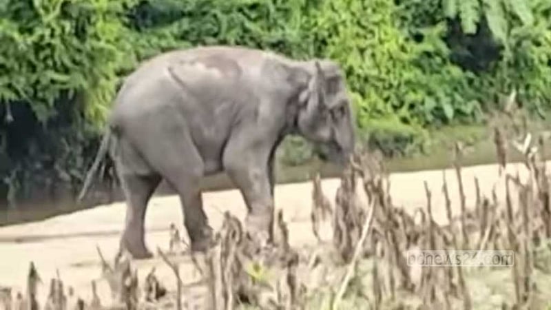 বান্দরবান সীমান্তে মাইন বিস্ফোরণে বন্যহাতি আহত