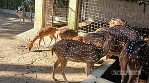 বরিশালে দুর্গাসাগর দীঘির খাঁচা থেকে হরিণ উধাও