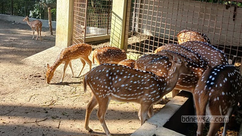 বরিশালে দুর্গাসাগর দীঘির খাঁচা থেকে হরিণ উধাও
