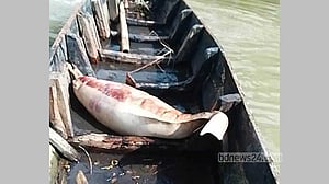 হালদায় ফের মৃত ডলফিন