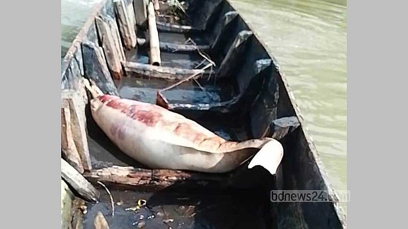 হালদায় ফের মৃত ডলফিন