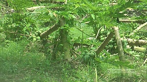 অতিবৃষ্টিতে ক্ষতির মুখে চুয়াডাঙ্গার কৃষকরা