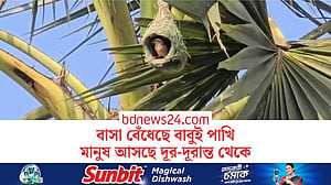 বোয়ালমারীর নিরিবিলি গ্রামে বাবুই পাখির ঝাঁক