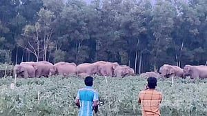 শেরপুরে খাবারের সন্ধানে লোকালয়ে বন্যহাতির দল, ফসলের ক্ষতি