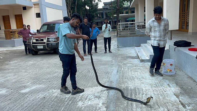 খাগড়াছড়িতে বিলুপ্ত প্রজাতির ‘কিং কোবরা’ উদ্ধার
