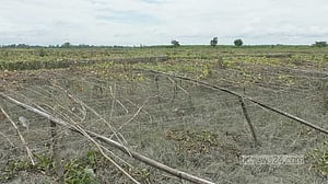 বৃষ্টি, জলাবদ্ধতা: কুড়িগ্রামে পটল চাষিদের মাথায় হাত