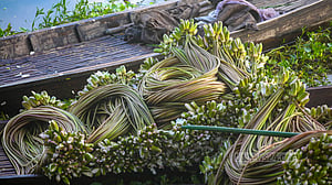 আড়িয়াল বিলের শাপলা