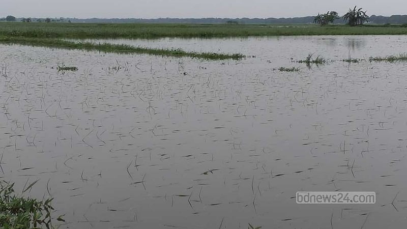 টানা বর্ষণে ময়মনসিংহে তলিয়েছে শত শত একর জমির ফসল
