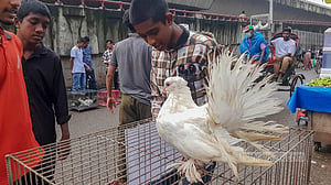 কাপ্তানবাজারের কবুতর হাট