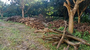 রাজশাহী মেডিকেল বিশ্ববিদ্যালয়ের শত শত গাছ লুট