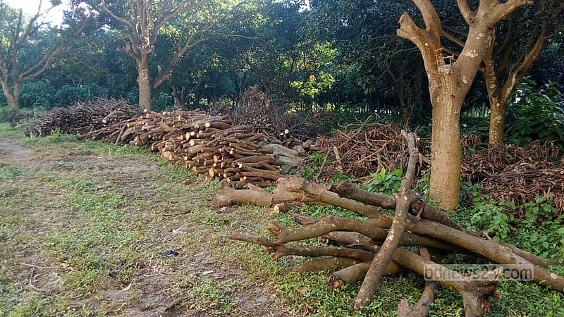 রাজশাহী মেডিকেল বিশ্ববিদ্যালয়ের শত শত গাছ লুট