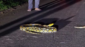 নাম তার গোলবাহার