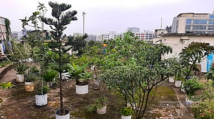 বাংলাদেশ মেডিকেল বিশ্ববিদ্যালয়ে ছাদ বাগান